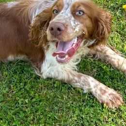 English Springer Spaniels from Mountain Top Springers