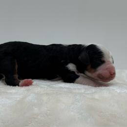 Pinkie Pie - Tri-color female Bernedoodle puppy in Clermont, Florida from Shadow Bernedoodles & Dog Training