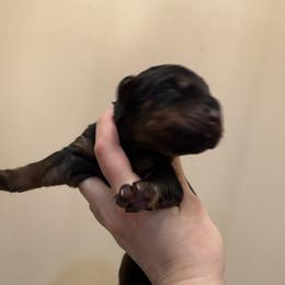 Boy 3 - male Doberman Pinscher puppy in Wellington, Ohio from Jessie J's Dobermans