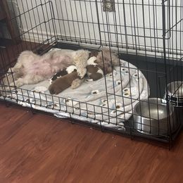 Shih Tzu Puppies from Liz Shih Tzu Cuties