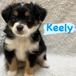 Keely (Male 3) - Black tri-color male Aussiedoodle puppy in South Central, Pennsylvania from Windy Hills Mini Aussies & Doodles