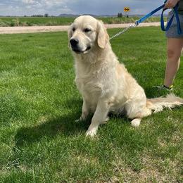 Finn - Golden Retriever