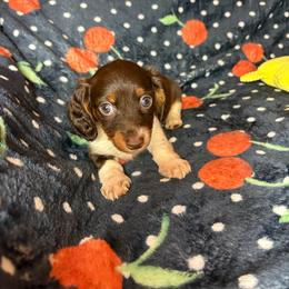 Lillian - Piebald female Dachshund puppy in Lake City, Florida from My Ditzy Doxies of Florida