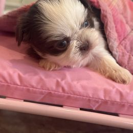 Grace - Liver and white female Shih Tzu puppy in Huntsville, Alabama from Sunnybrook Shih Tzu