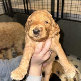 Lake - Apricot male Goldendoodle puppy in Prosperity, Pennsylvania from Stelladoodles & Company