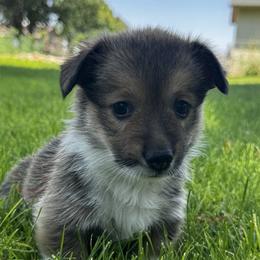 Rowan - Sable male Pembroke Welsh Corgi puppy in Elberta, Utah from 3F Farms- Pembroke Welsh Corgis and Irish Wolfhounds