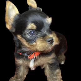 Biewer Terrier puppies from Heavenly Yorkies in Southeast Tennessee