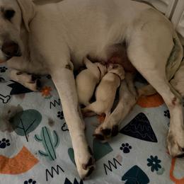Orange collar - Yellow male Labrador Retriever puppy in Orangevale, California from Willow Kane Farm Labrador Retrievers