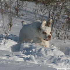 Clumber Spaniel and Irish Red and White Setter Puppies from NyaStar & Chequamegon