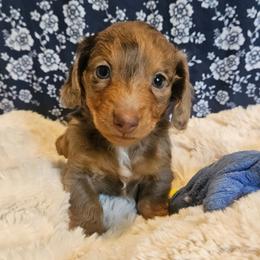 Serrano - Dapple male Dachshund puppy in Anderson, California from Plum Fields Dachshunds