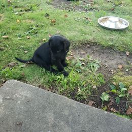 Chava - Black female Flat-Coated Retriever puppy in Stillwater, Minnesota from Whirlwind Flat-Coated Retrievers