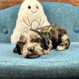 Sarah - Brown white and tan female Cockapoo puppy in Lancaster, Missouri from Cavapoo Acres