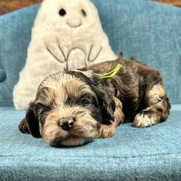 Sarah - Brown white and tan female Cockapoo puppy in Lancaster, Missouri from Cavapoo Acres