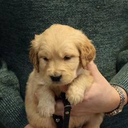 Lumi - Golden male Golden Retriever puppy in Payette, Idaho from Stonewick Retrievers