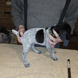 German Shorthaired Pointer Puppies from Mike's German Shorthaired Pointers
