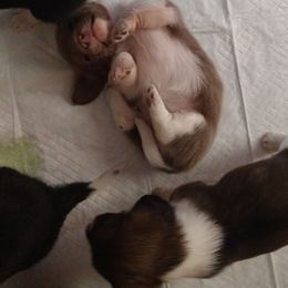 Dachshund Puppies from Bennett Babies