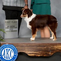 Rick - Toy Australian Shepherd