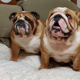 Bulldogs from Leann's Bulldogs