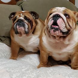 Bulldogs from Leann's Bulldogs