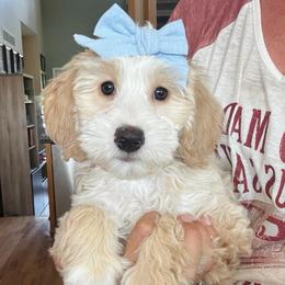 REDUCED - Catalina - Apricot female Double Doodle puppy in Harrisonville, Missouri from Blessed Day Doodles