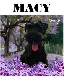 Miniature Schnauzer puppies from B & E Farms