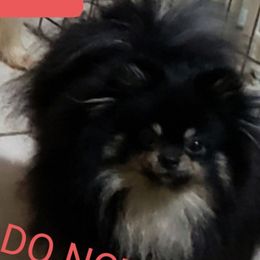 Gohan - Pomeranian