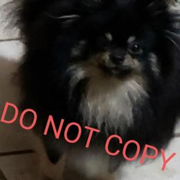 Gohan - Pomeranian