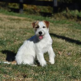 Tabby Too - White and tan female Russell Terrier puppy in Middletown, Virginia from DBF Russell Terriers
