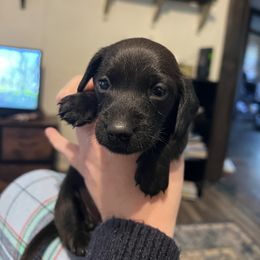 Dachshund Puppies from Captain Kirk’s Wiener Fleet
