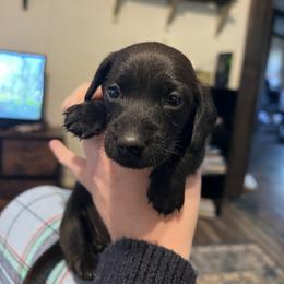 Dachshund Puppies from Captain Kirk’s Wiener Fleet