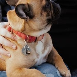 French Bulldogs from Mecum French Bulldogs