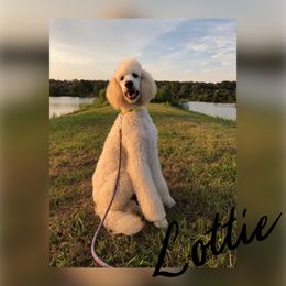 Poodle Puppies from Ocala Standard Poodles