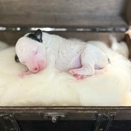Lucchese - Parti male Poodle puppy in Ault, Colorado from The Peaks Premium Poodles