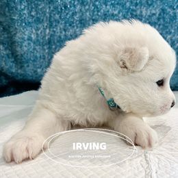 Samoyed Puppies from The Bactos Family