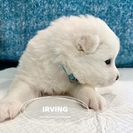 Samoyed Puppies from The Bactos Family