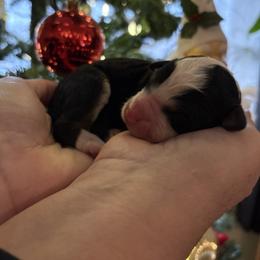 Sequoia - Tri-color female Bernedoodle puppy in Carlotta, California from Lost Coast Bernese Mountain Dogs