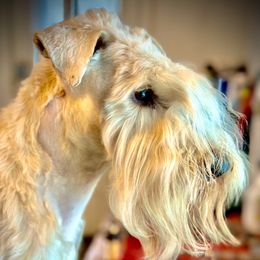 Cooper - Soft Coated Wheaten Terrier