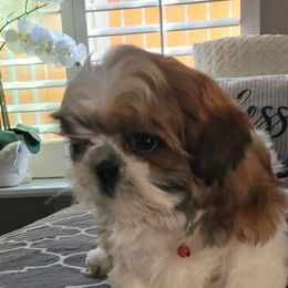 Shih Tzu Puppies from ShihTzuki Pups
