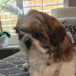 Shih Tzu Puppies from ShihTzuki Pups