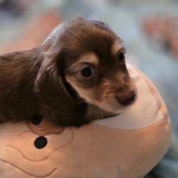 Miguel - Chocolate and cream male Dachshund puppy in Irving, Texas from DFW Dachshunds by G & S