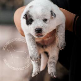 Homulilly (ASDR) - Blue speckled female Australian Cattle Dog puppy in Marana, Arizona from Impact 3rd Australian Cattle Dogs