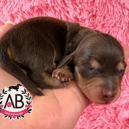Reba - Chocolate and cream female Dachshund puppy in Mesquite, Texas from AB Dachshund