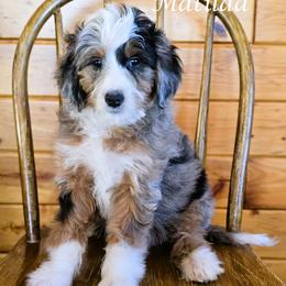 Matilda - Blue merle female Aussiedoodle puppy in Lancaster, Minnesota from Wilson Cattle Co.