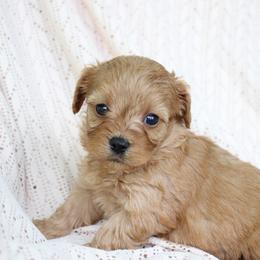 Sunny - Apricot female Cavapoo puppy in Lewisburg, Pennsylvania from Cinda's Cavapoos