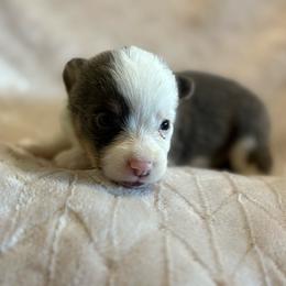 Abby - Gray and white female American Corgi puppy in Decatur, Texas from Bar S Corgis