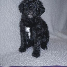 Girl 4 - female Poodle puppy in Frutia, Colorado from Switzer Poodles