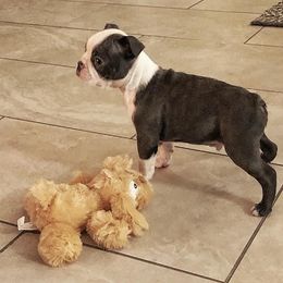 Boston Terrier Puppies from Beatrice's Kennels