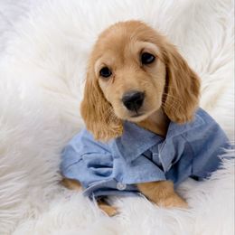 Chip - Red male Dachshund puppy in Richmond, Virginia from Irresistible Dachshunds & Cavaliers