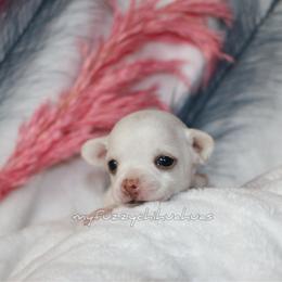 Stanley - Cream and white male Chihuahua puppy in Wakarusa, Indiana from My Fuzzy Chihuahuas