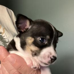 Jethro - Black and white male Chihuahua puppy in Toano, Virginia from Birds by Beckie Chihuahua